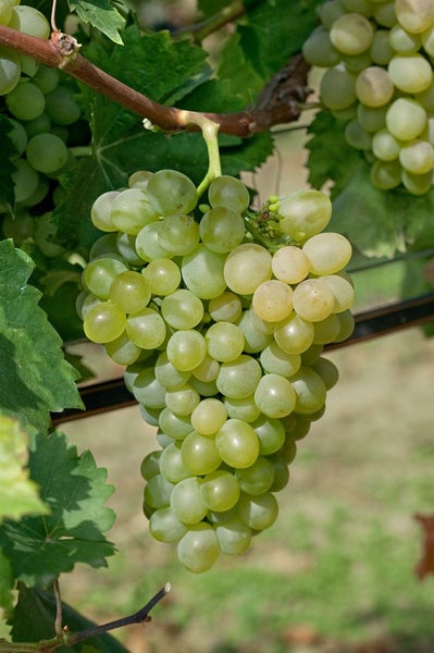 Vitis vinifera 'Unio', Weinrebe, 80–100 cm