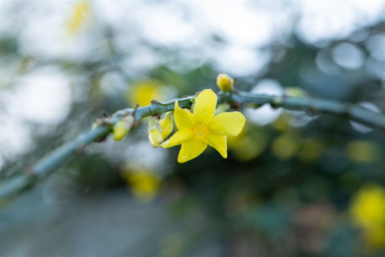 Gelbe Winterjasminblüte am Zweig