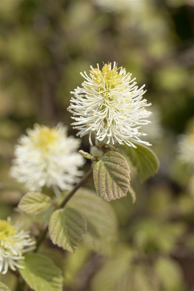 Fothergilla major, Federbuschstrauch, 30–40 cm