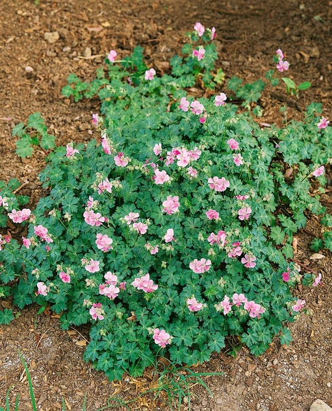 Geranium cantabrigiense 'Biokovo', Storchschnabel, weiß-rosa, ca. 12 cm Topf
