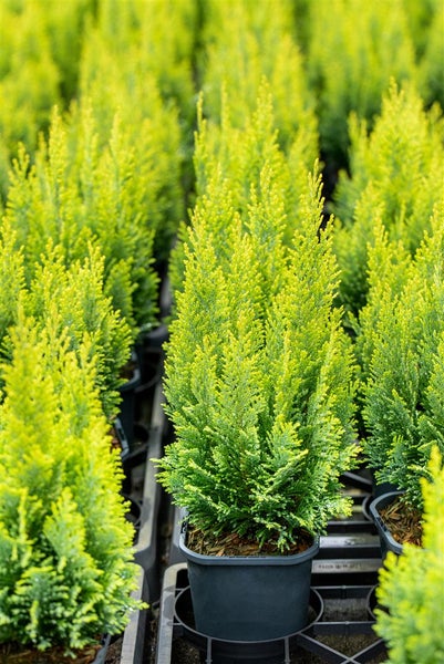 Chamaecyparis lawsoniana 'Ellwood's Empire', 15–20 cm, immergrün