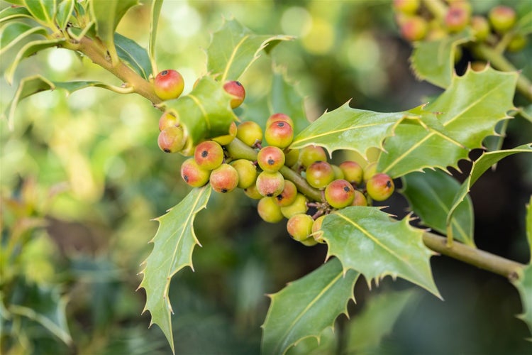 Ilex meserveae 'Heckenfee', Stechpalme, immergrün, 30–40 cm