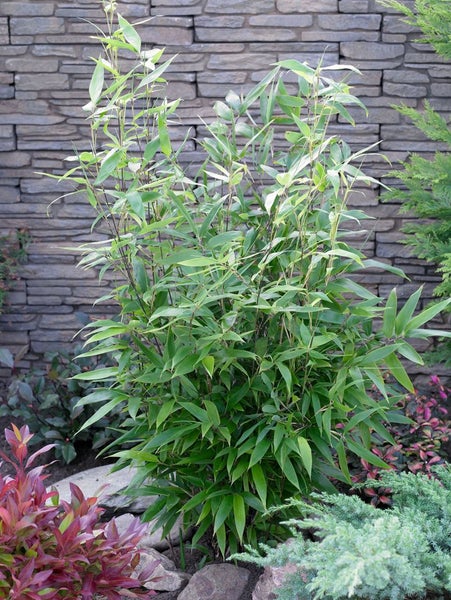 Phyllostachys nigra, Schwarzer Bambus, 80–100 cm