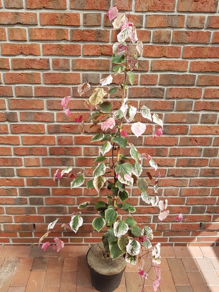 Cercis kanadensis 'Carolina Sweet Heart', Kanadischer Judasbaum, Gesamthöhe: 170-180 cm