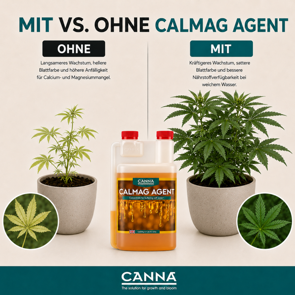 Vergleichsgrafik Canna Calmag Agent Düngerzusatz mit Darstellung von Pflanzenwachstum bei Anwendung und ohne Anwendung in Töpfen.