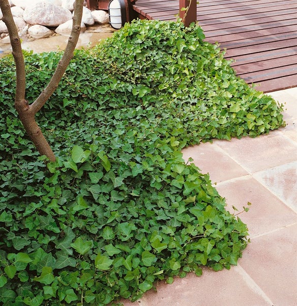 Hedera helix 'Hibernica', Irischer Efeu, 80–100 cm
