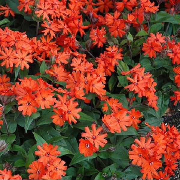 Brennende Liebe Pflanze mit Blüten