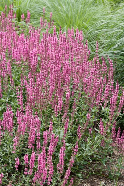 Salvia nemorosa 'Amethyst', Steppensalbei, violett, ca. 9x9 cm Topf