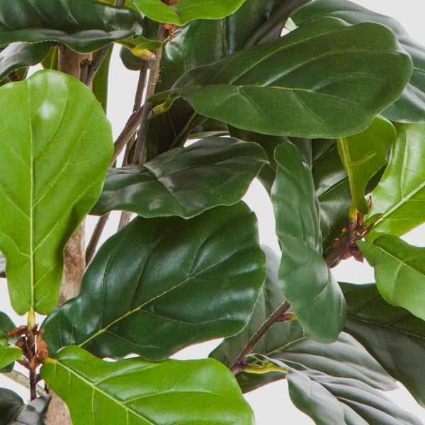 Nahaufnahme einer Geigenfeige Ficus lyrata mit großen ledrigen Blättern und sichtbaren Blattadern an holzigen Stielen.
