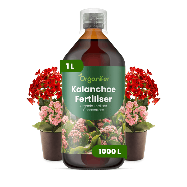 Organifer Kalanchoe Dünger, organisches Düngerkonzentrat, 1 Liter Flasche für 1000 Liter, mit Kalanchoe-Pflanzen.