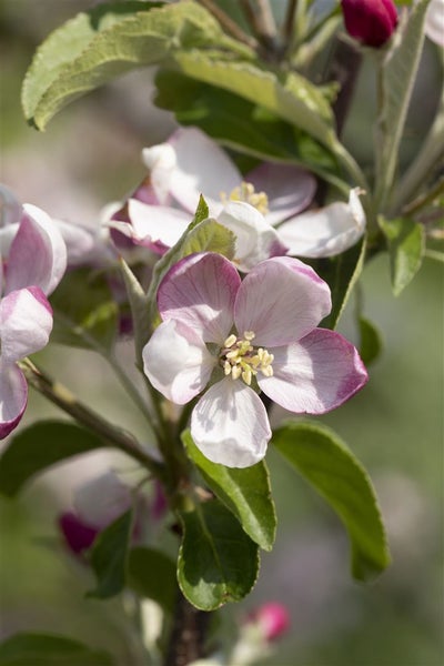 Malus 'Ingrid Marie', Apfelbaum, 150–200 cm