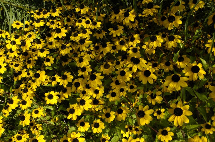 Rudbeckia triloba, Dreilappiger Sonnenhut, gelb, ca. 9x9 cm Topf