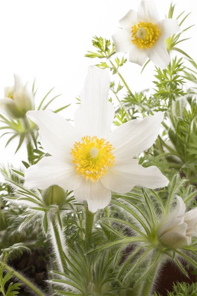 Pulsatilla vulgaris 'Alba', Küchenschelle, weiß, ca. 9x9 cm Topf