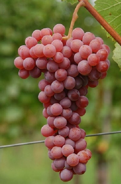 Eine Traube mit runden Früchten hängt an einem Weinstock im Weinberg.