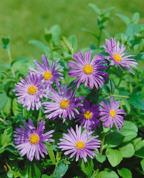 Aster x frikartii 'Wunder von Stäfa', lavendelblau, ca. 9x9 cm Topf