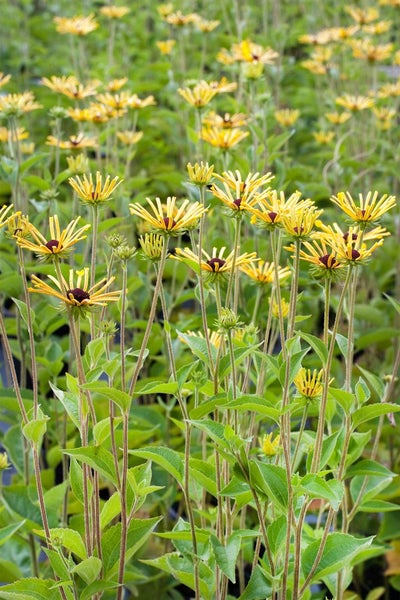 Rudbeckia subtomentosa 'Henry Eilers', gelb, ca. 11x11 cm Topf