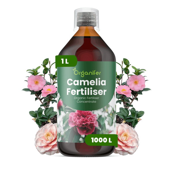 Organifer Bio-Kameliendünger Konzentrat in einer 1 Liter Flasche mit Messkappe, umgeben von Kamelienblüten.