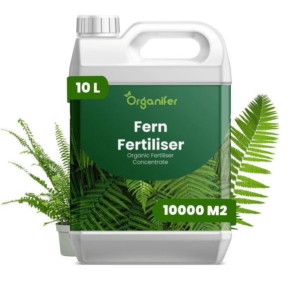 Organifer Farn-Dünger Konzentrat, 10 Liter Kanister, organischer Dünger für bis zu 10.000 Quadratmeter.