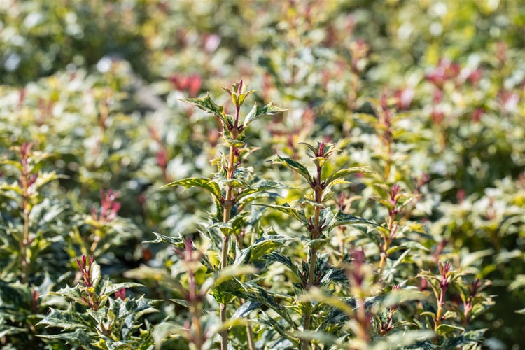 Osmanthus heterophyllus 'Tricolor', buntes Laub, 30–40 cm