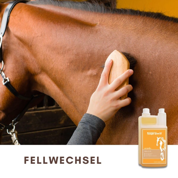 Pferdepflege mit Bürste und Leinöl zur Fellpflege