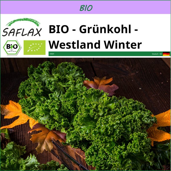 SAFLAX  - BIO - Grünkohl - Westland Winter - Brassica oleracea var. sabellica - 70 Samen