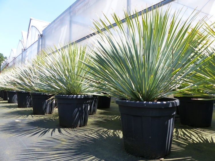 Yucca Rostrata Ø 100 cm Kugel, extra winterhart, Palme, Premiumqualität