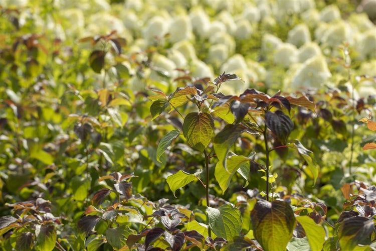 Nahaufnahme von grünen und braunen Blättern im Garten.