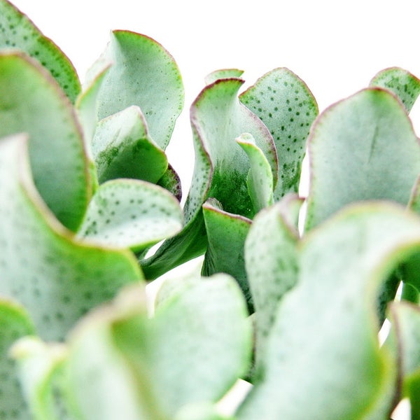 Detailansicht eines Hochbeets mit Metallecken und Verstrebungen.