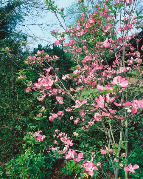 Cornus florida 'Rubra', Blumen-Hartriegel, rosa Blüten, 40–60 cm