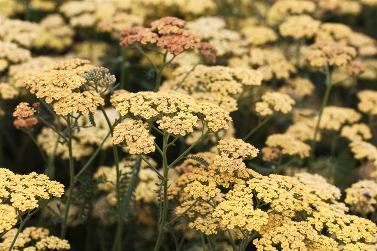 Achillea millefolium 'Terracotta', Schafgarbe, orange, ca. 9x9 cm Topf