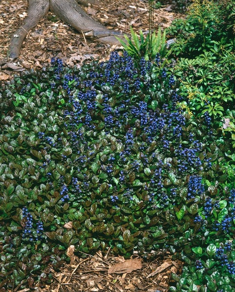 Ajuga reptans 'Atropurpurea', Günsel, purpur, ca. 9x9 cm Topf