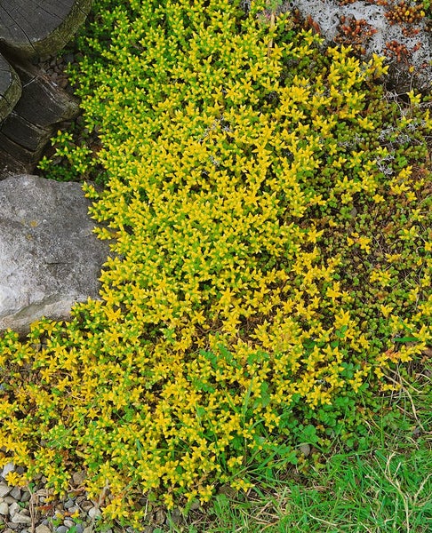 Sedum acre, Mauerpfeffer, gelb, ca. 9x9 cm Topf