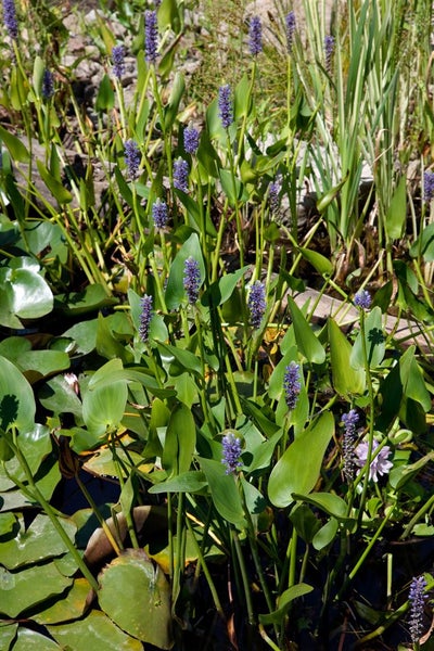 Pontederia cordata var. lanceolata, Herzblattlilie, ca. 9x9 cm Topf