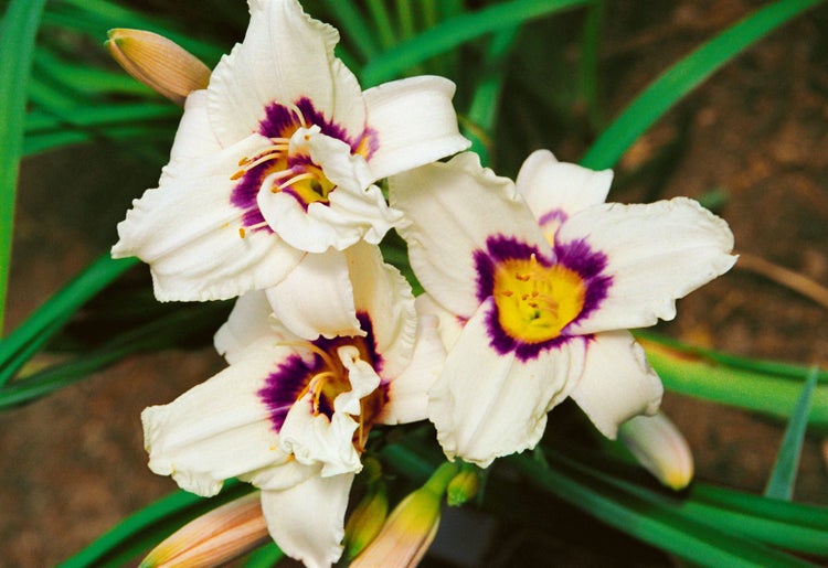 Hemerocallis x cult. 'Pandora's Box', Taglilie, creme-rot, ca. 11x11 cm Topf