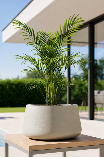 Grüne Palme in einem runden, hellen Pflanzkübel in Betonoptik auf einer sonnigen Terrasse.