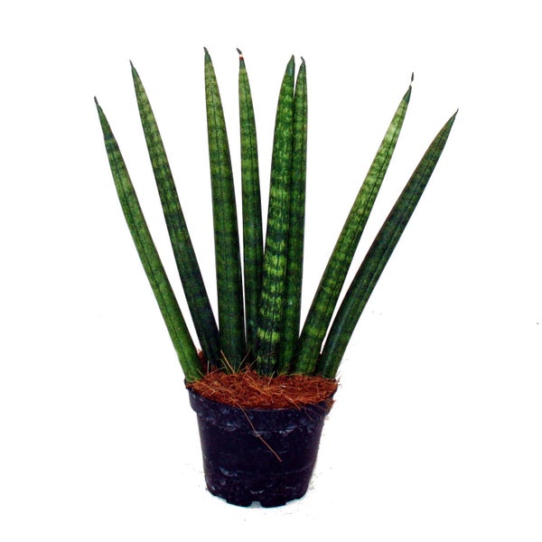 Sansevieria cylindrica - Pfiffiges 3er Set im 6,5cm Topf - Bogenhanf, Schwiegermutterzunge