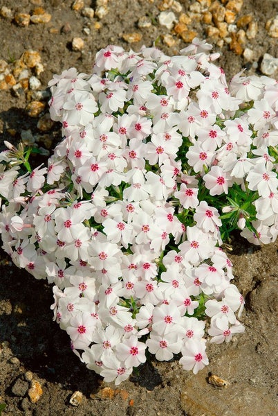 Phlox subulata 'Amazing Grace', Teppichphlox, weiß, ca. 9x9 cm Topf