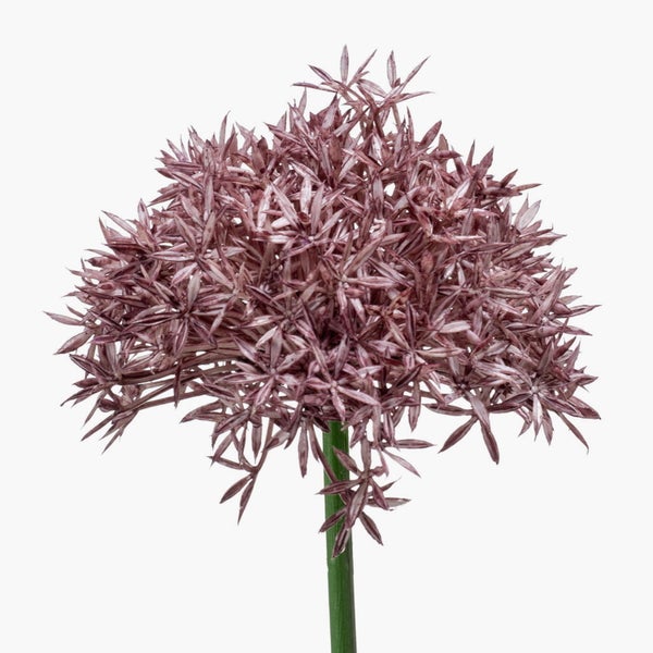 Zierlauch Allium mit kugelförmigem Blütenstand aus vielen sternförmigen Einzelblüten an einem grünen Stiel.