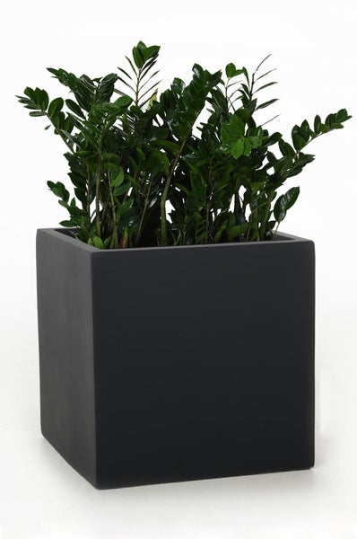 Quadratischer Pflanzkübel in Anthrazit mit einer grünen Zamioculcas-Pflanze.