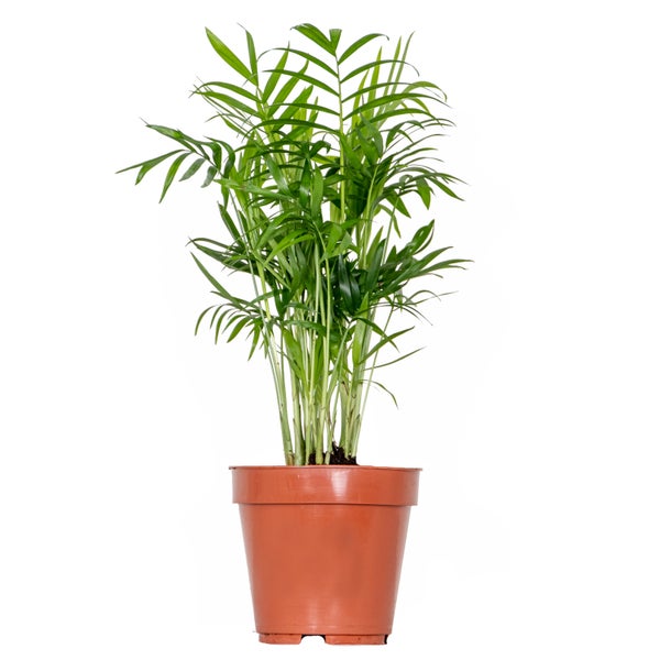 Chamaedorea Elegans – Mexikanische Zwergpalme – Palme – Pflegeleicht – ⌀12 cm – ↕35-45 cm