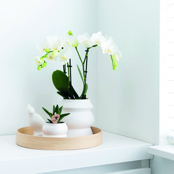 Kolibri Orchids COMBI DEAL von 2 weißen Phalaenopsis Orchideen Amabilis Topfgröße 9cm blühende Zimmerpflanze frisch vom Züchter