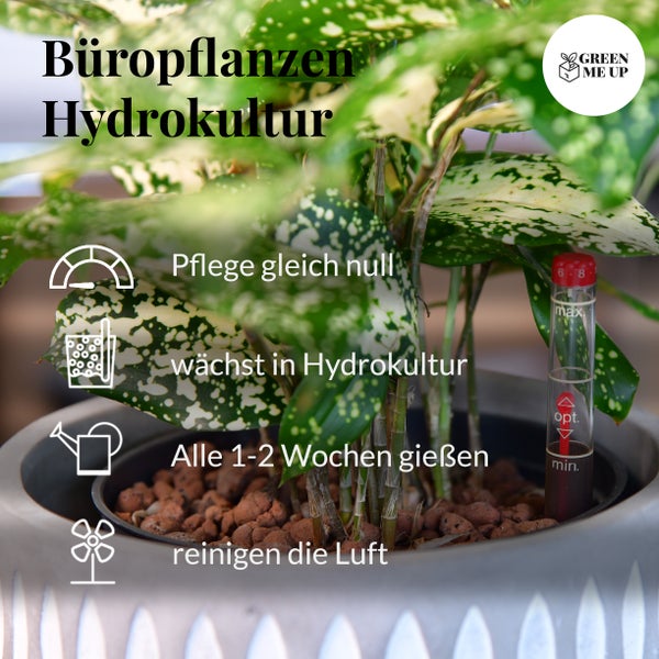 Büropflanzen Hydro Set Sideboard Sansevieria | 3er Hydrokultur Set mit Pflanzgefäß in weiß mit Gießhilfe| pflegeleichte Zimmerpflanzen