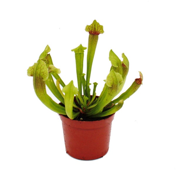 Schlauchpflanze - Sarracenia Fiona - Fleischfressende Pflanze - 9cm Topf
