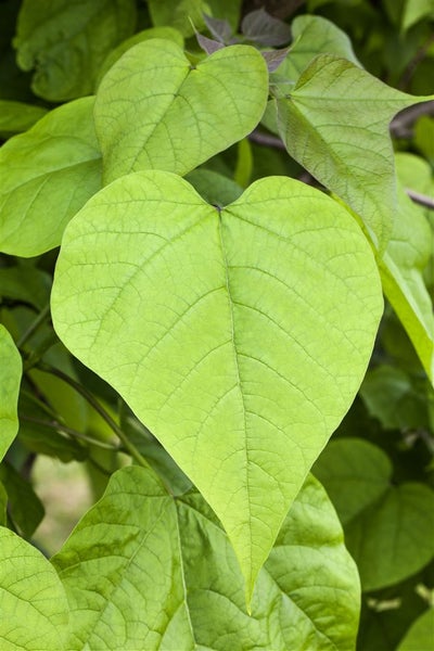 Catalpa bignonioides 'Nana', Kugeltrompetenbaum, 150 cm Stammhöhe