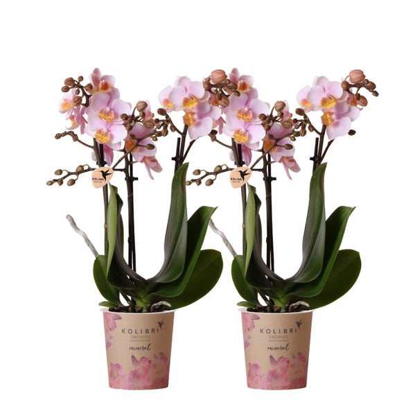 Kolibri Orchids COMBI DEAL von 2 Rosa Phalaenopsis Orchideen Andorra Topfgröße 9cm blühende Zimmerpflanze frisch vom Züchter