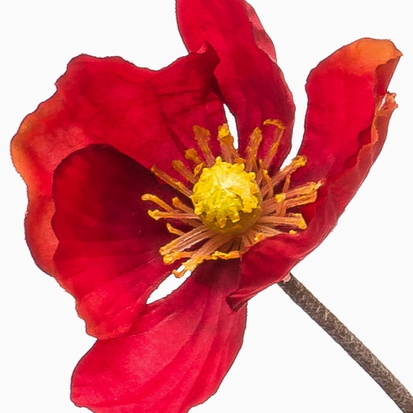 Rote Blüte mit gelber Mitte und braunem Stiel.