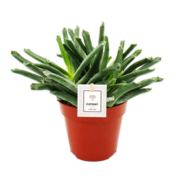 Cotyledon Elephants Trunk - Elefanten-Rüssel-Pflanze - Sukkulente - im 12cm Topf