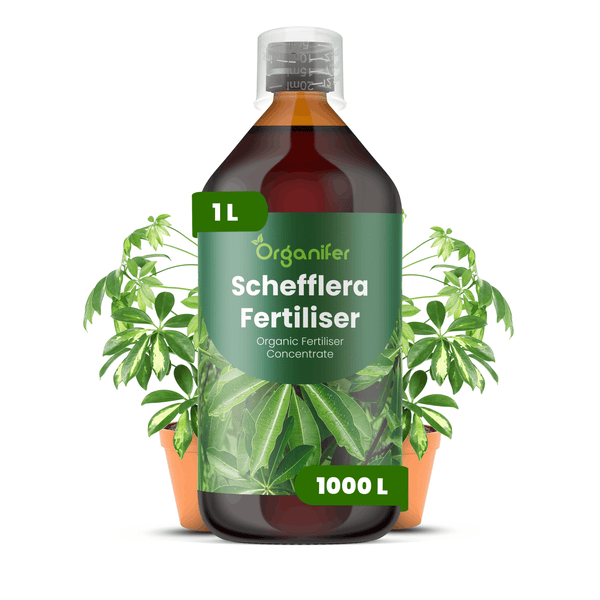Organifer Schefflera Dünger, 1 Liter organisches Düngerkonzentrat in einer Flasche mit Dosierkappe, ergibt 1000 Liter Düngelösung.