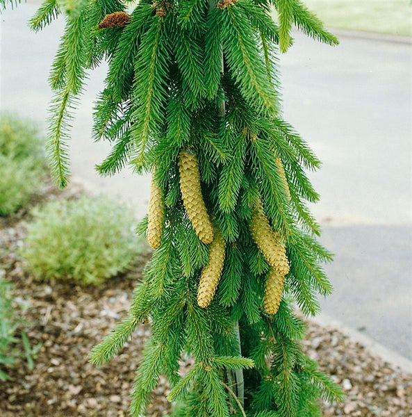 Picea abies 'Inversa', Hänge-Fichte, 100–125 cm