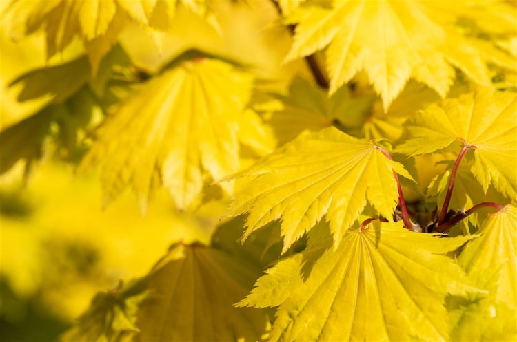 Acer shirasawanum 'Aureum', Japanischer Ahorn, goldgelb, 40–50 cm